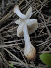 Leucoagaricus carneifolius