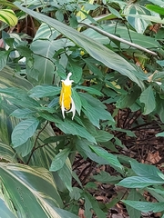 Pachystachys lutea
