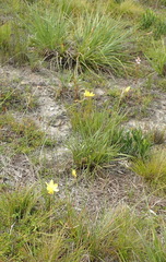 Bobartia macrospatha