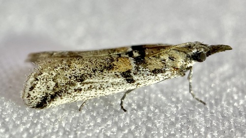 Rostrolaetilia nigromaculella