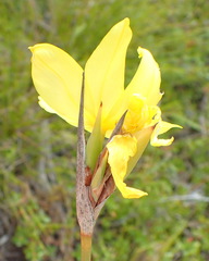 Bobartia macrospatha