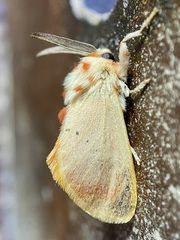 Trosia obsolescens