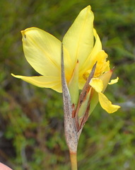 Bobartia macrospatha