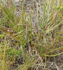 Bobartia macrospatha