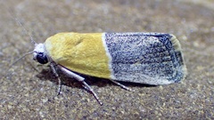 Ponometia clausula