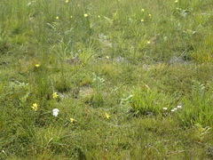 Bobartia macrospatha