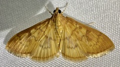 Psara dryalis