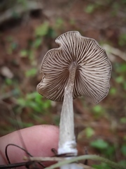 Entoloma