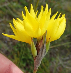 Bobartia macrospatha