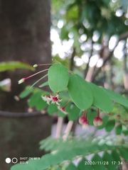 Phyllanthus pulcher