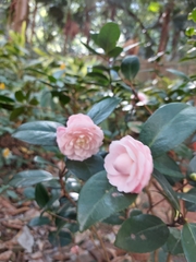 Camellia