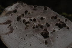 Agathomyia wankowiczii