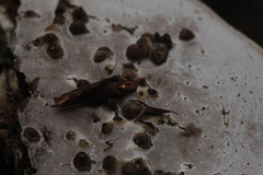 Agathomyia wankowiczii