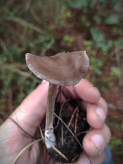 Entoloma