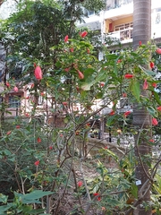 Malvaviscus penduliflorus