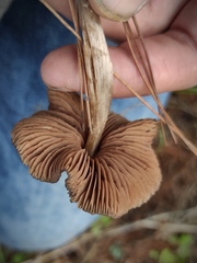 Entoloma