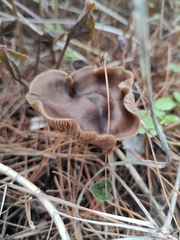 Entoloma