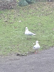 Chroicocephalus ridibundus