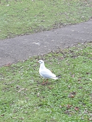 Chroicocephalus ridibundus