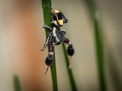 Stegodyphus tibialis