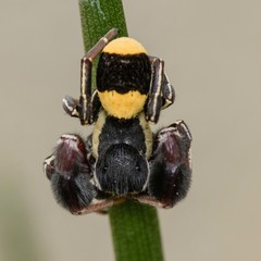 Stegodyphus tibialis