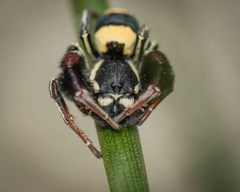 Stegodyphus tibialis