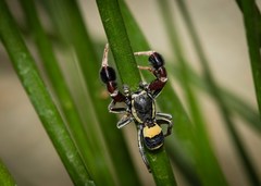 Stegodyphus tibialis