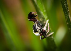 Stegodyphus tibialis