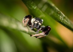 Stegodyphus tibialis