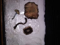 Psilocybe thaiaerugineomaculans