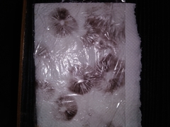 Psilocybe thaiaerugineomaculans