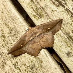 Polyacme dissimilis