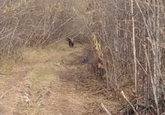 Ursus arctos beringianus