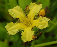 Villarsia capensis