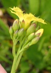 Villarsia capensis