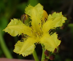 Villarsia capensis