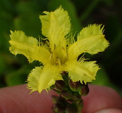Villarsia capensis