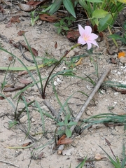 Zephyranthes carinata