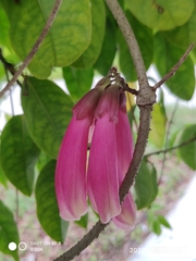 Tecomanthe dendrophila
