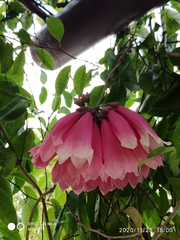 Tecomanthe dendrophila