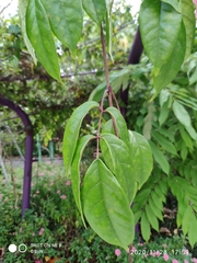Tecomanthe dendrophila