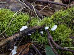 Crepidotus versutus