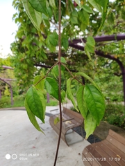 Tecomanthe dendrophila