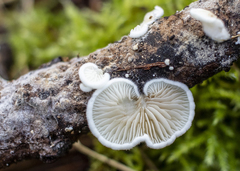 Crepidotus versutus