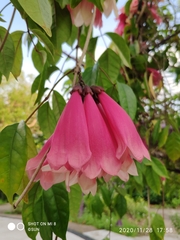 Tecomanthe dendrophila