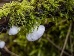 Crepidotus versutus