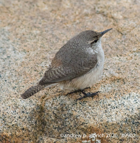 Rock Wren
