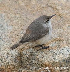 Rock Wren photo 6