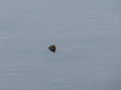 Apalone spinifera spinifera