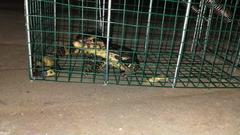 Varanus salvator bivittatus